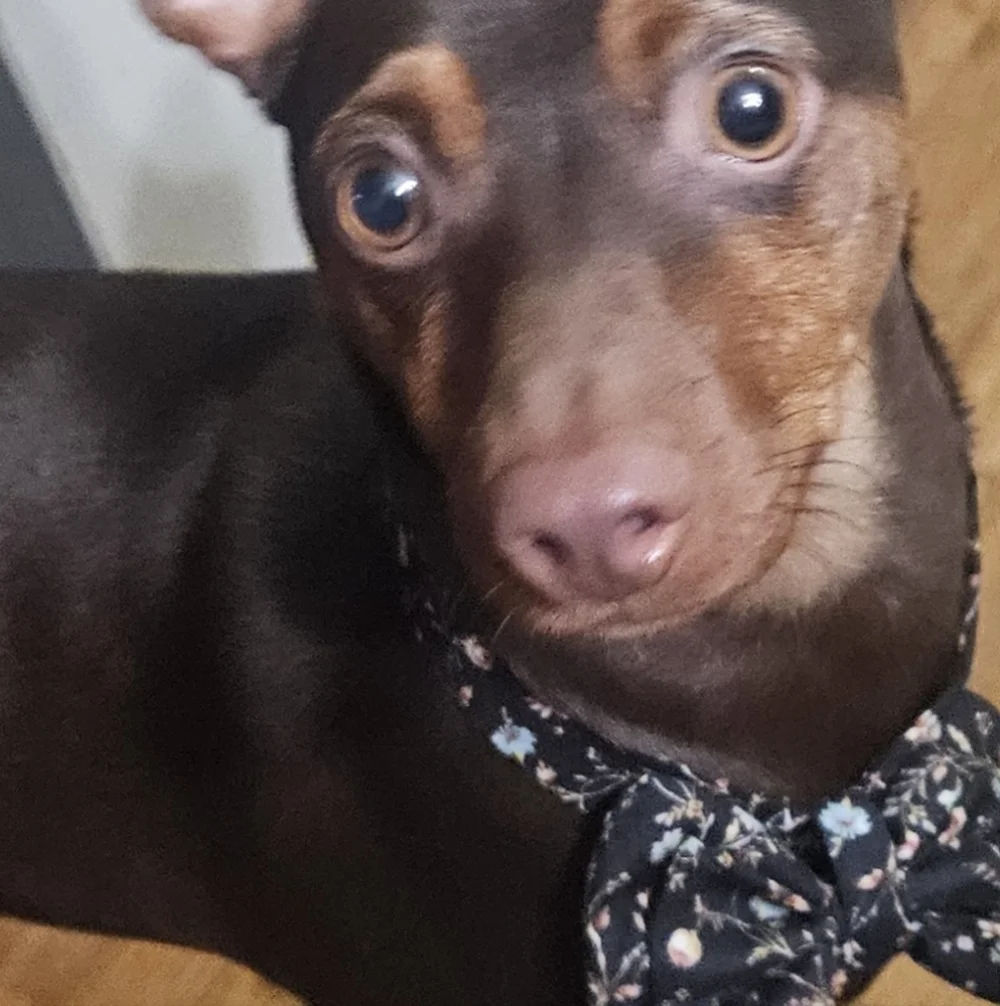 Dog Bow Tie 🐶 Handmade to Order New and Customized Just for You